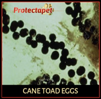 Cane toad eggs in a string of jelly in Spain